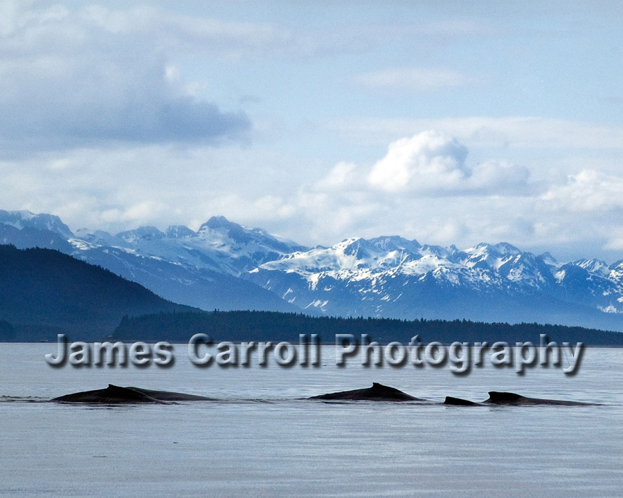 Whales In Alaska